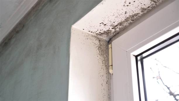 Best Emergency Mold Removal  in Aspinwall, PA