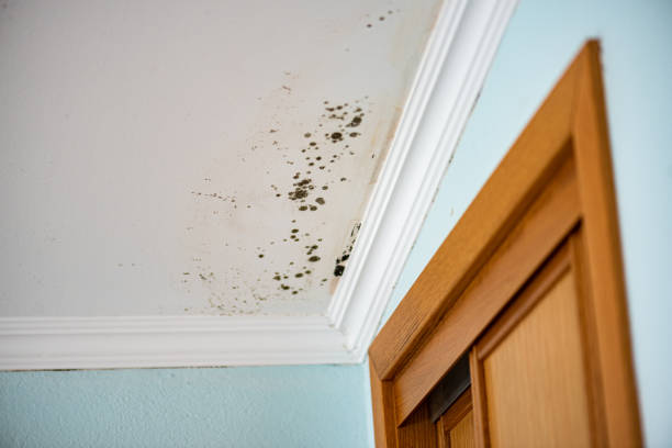 Best Mold Testing  in Aspinwall, PA