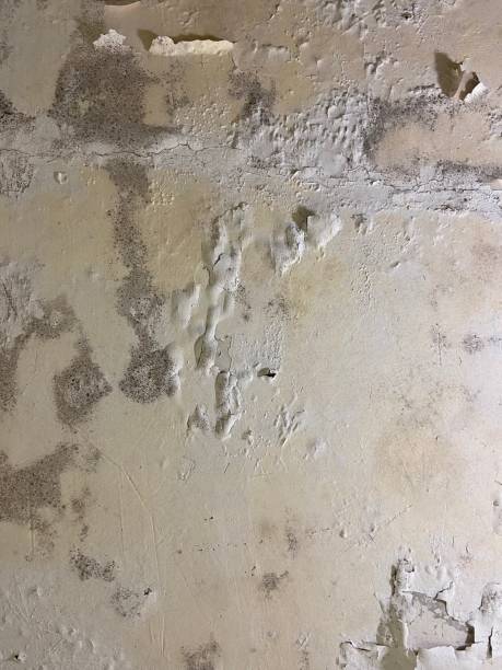 Best Local Mold Removal Service  in Aspinwall, PA