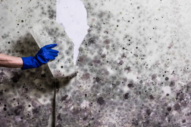 Best Same-Day Mold Removal  in Aspinwall, PA