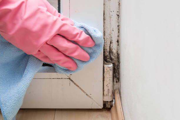Crawl Space Mold Removal in Aspinwall, PA