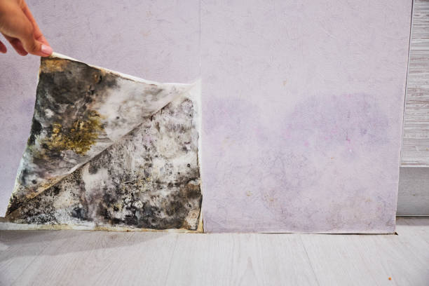 Best Attic Mold Removal  in Aspinwall, PA